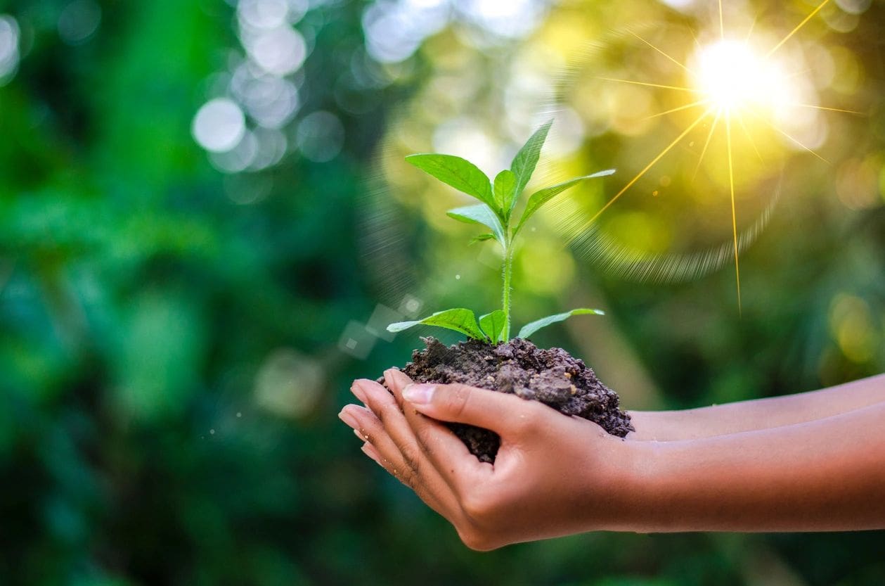 A person holding dirt and a plant in their hands.